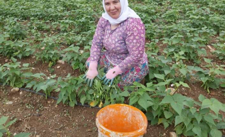 Damaklarda iz bırakan fasulyenin hasadına başlandı