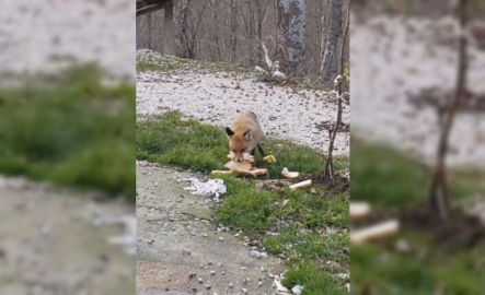 Bursa'da önlerine çıkan tilkiyi beslediler