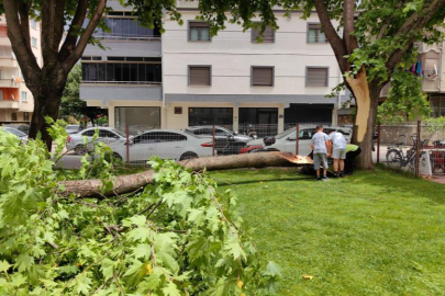 Bursa'da cuma namazında cemaatin üzerine ağaç devrildi