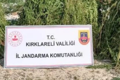 Kırklareli’nde ayçiçeği tarlasında 1 milyon kök Hint keneviri ele geçirildi