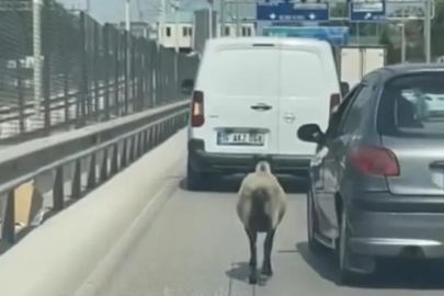 Bursa'da firar eden koyun, trafiği alt üst etti