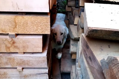 Bursa'da kerestelerin arasına sıkışan köpeği itfaiye kurtardı