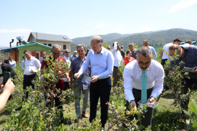 İnegöl'de mavi yemişte hasat başladı