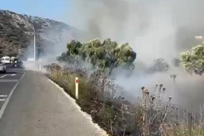 Milas-Bodrum karayolunda zeytinlik yangını