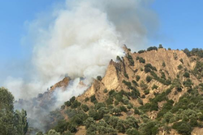 Nazilli'de zeytinlik alan yangını