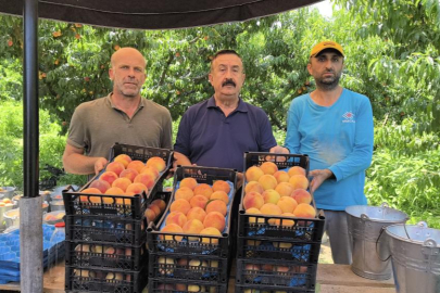 Tescilli Bursa şeftalisi hasadı başladı