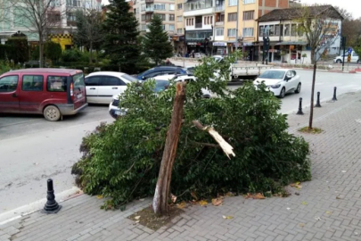 Şiddetli lodos, Bursa'da bir ağacı yerle bir etti