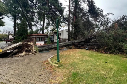 Bursa'da İznik’te çam ağacı gürültüyle devrildi