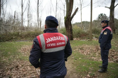 Bursa'da firar eden ayı havadan ve karadan aranıyor