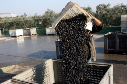 Zeytin alımları tamamlanıyor